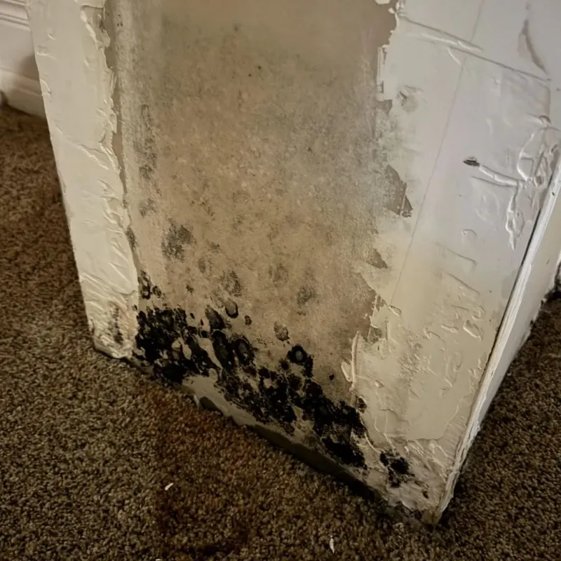 Professional Mold Removal in Grove City, OH